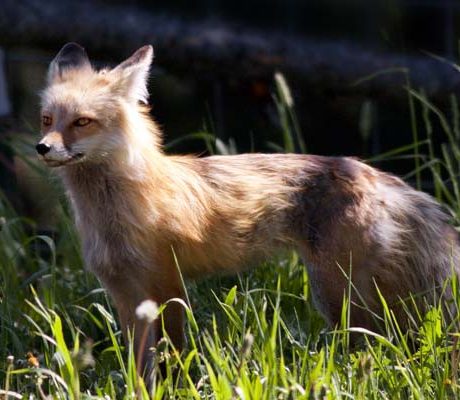 Red fox on the grass