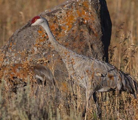 A sandhill crane camouflaged by rocks and dry plant growth