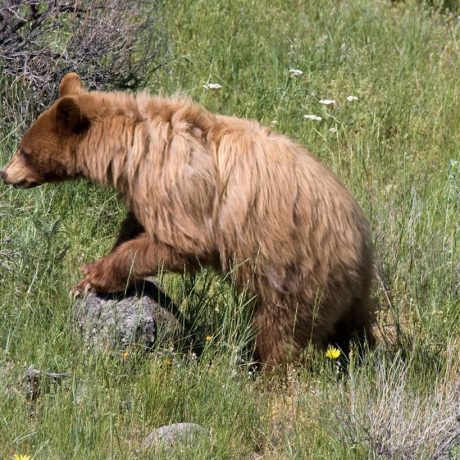 A curious bear standing on a rock in the grass