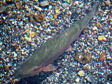 Rainbow trout swimming calmly at the bottom of a river
