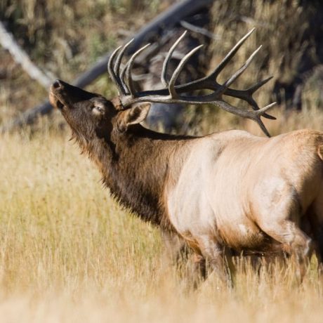 Elk walking through low brush