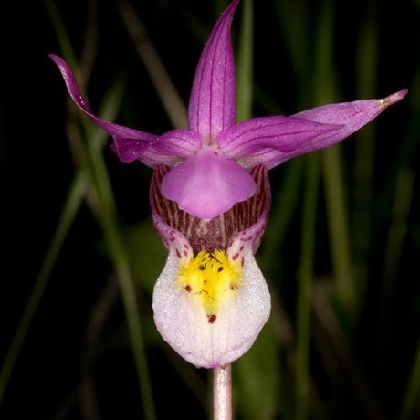 A beautiful calypso flower in full bloom