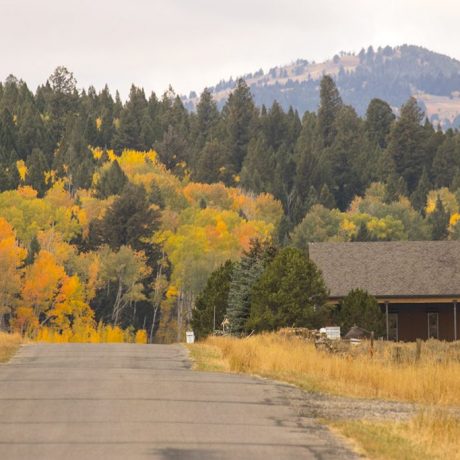 Multi-colored mountainous forest in the autumn