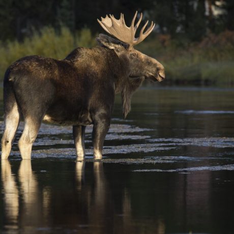 A moose standing in a slow river