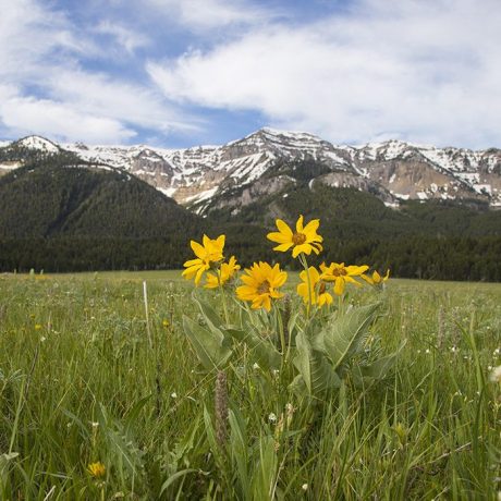 Flowers blooming with a snowy mountain background