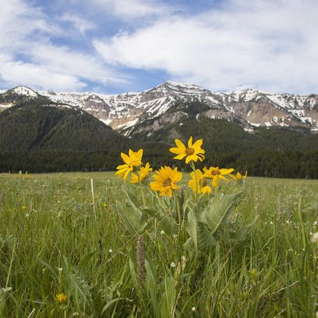 Flowers blooming with a snowy mountain background
