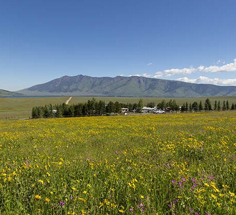 Landscape with brush fields and mountain background