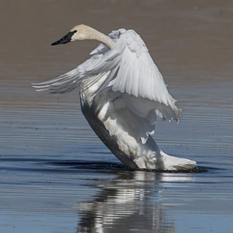 Trumpeter swan landing on water