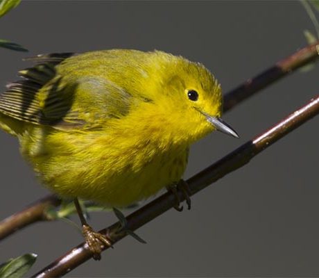 A yellow warbler bird perched on a thin branch