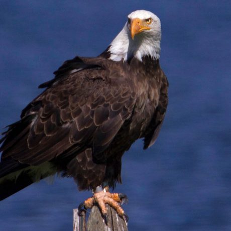 Majestic bald eagle perched on a wooden pole