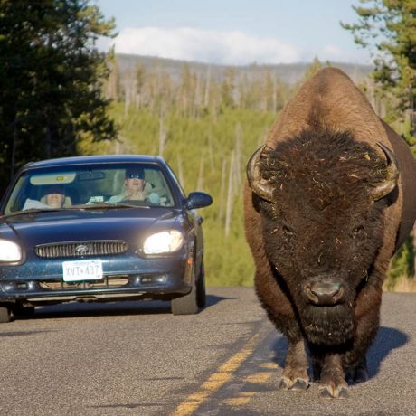 Bison walking down a the road with a car slowly driving behind