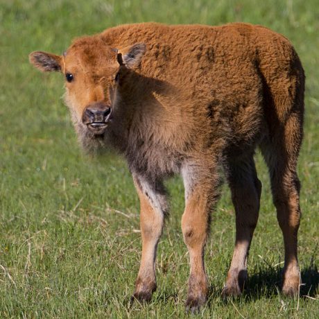 Bison calf standing on the grass
