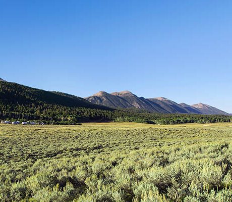 Landscape with brush fields and forest mountain background