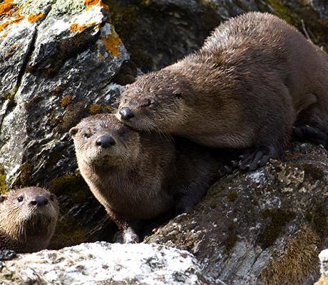 River otters congregated on some rocks
